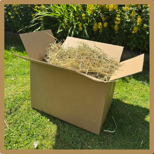 Timothy Hay