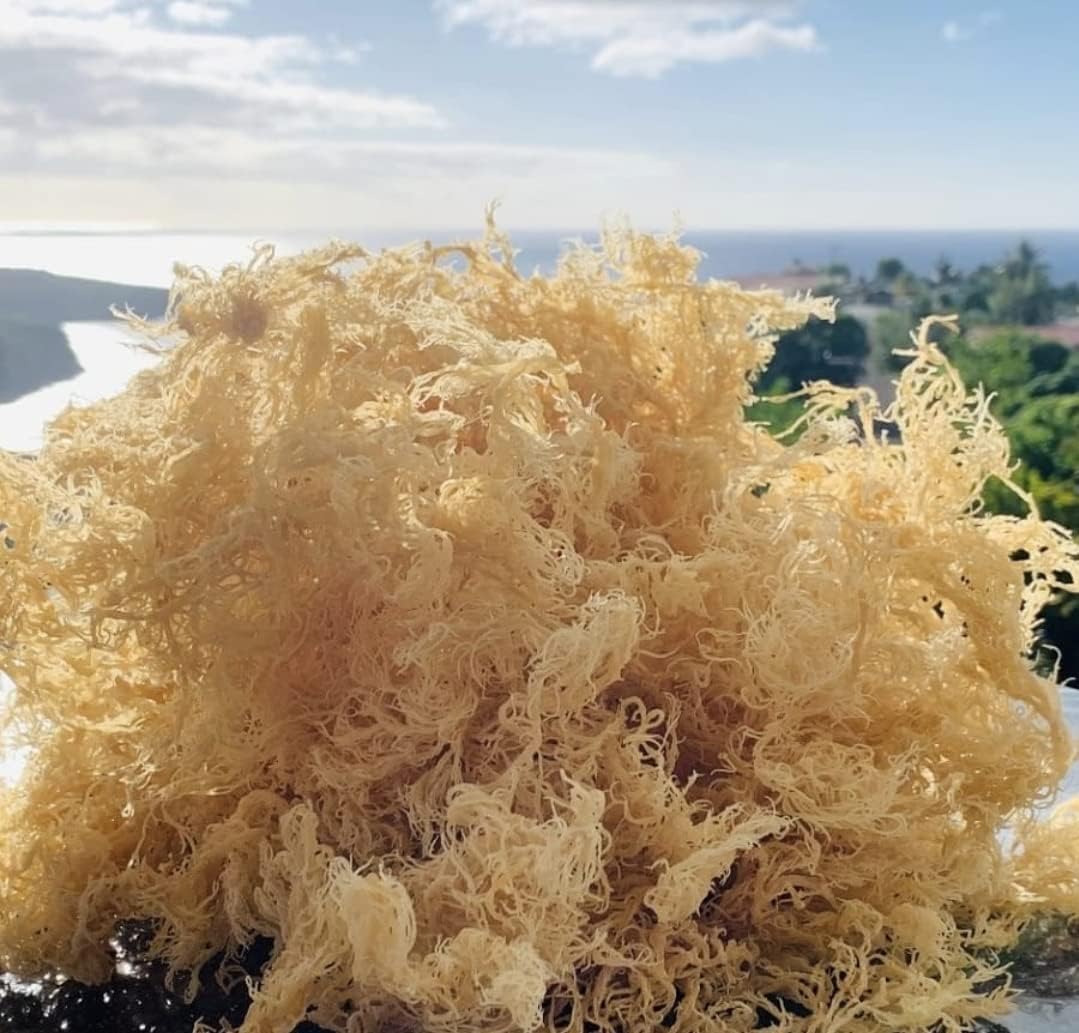 Sea Moss (Irish Moss) 100g - Golden Wildcrafted St Lucian Product, Organic Non GMO Vegan, Packed with 92 Minerals + Vitamins, Excellent for Soups, Smoothies, Salads etc