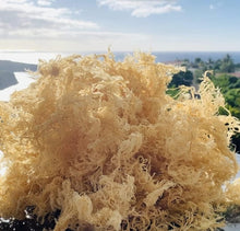 Sea Moss (Irish Moss) 100g - Golden Wildcrafted St Lucian Product, Organic Non GMO Vegan, Packed with 92 Minerals + Vitamins, Excellent for Soups, Smoothies, Salads etc