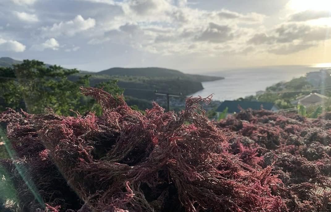 Sea Moss (Irish Moss) 100g - Golden Wildcrafted St Lucian Product, Organic Non GMO Vegan, Packed with 92 Minerals + Vitamins, Excellent for Soups, Smoothies, Salads etc