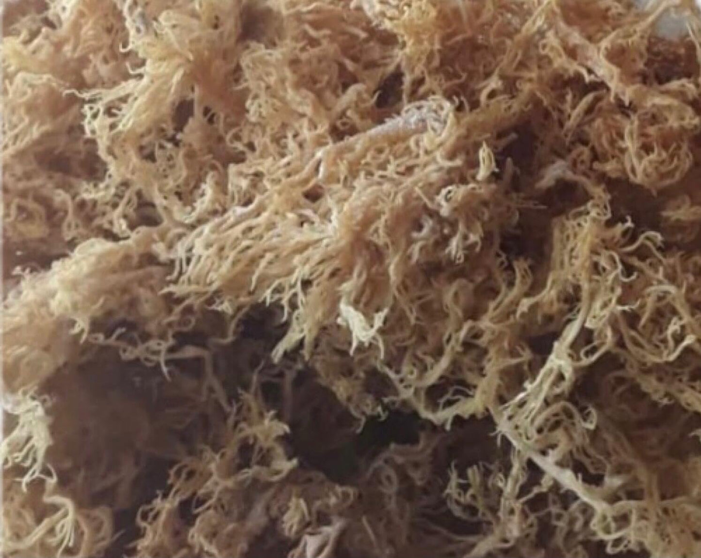Sea Moss (raw) (Rainbow 1kg)