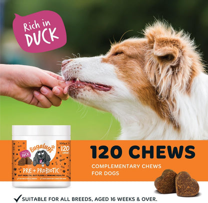 Bugalugs Probiotics for Dogs Natural Dog Treats with Pumpkin Powder for dogs – Gut Health, Sensitive Tums, Anal Glands, Scooting, Loose Stools, Smelly, Itchy Ears, Great for all dogs