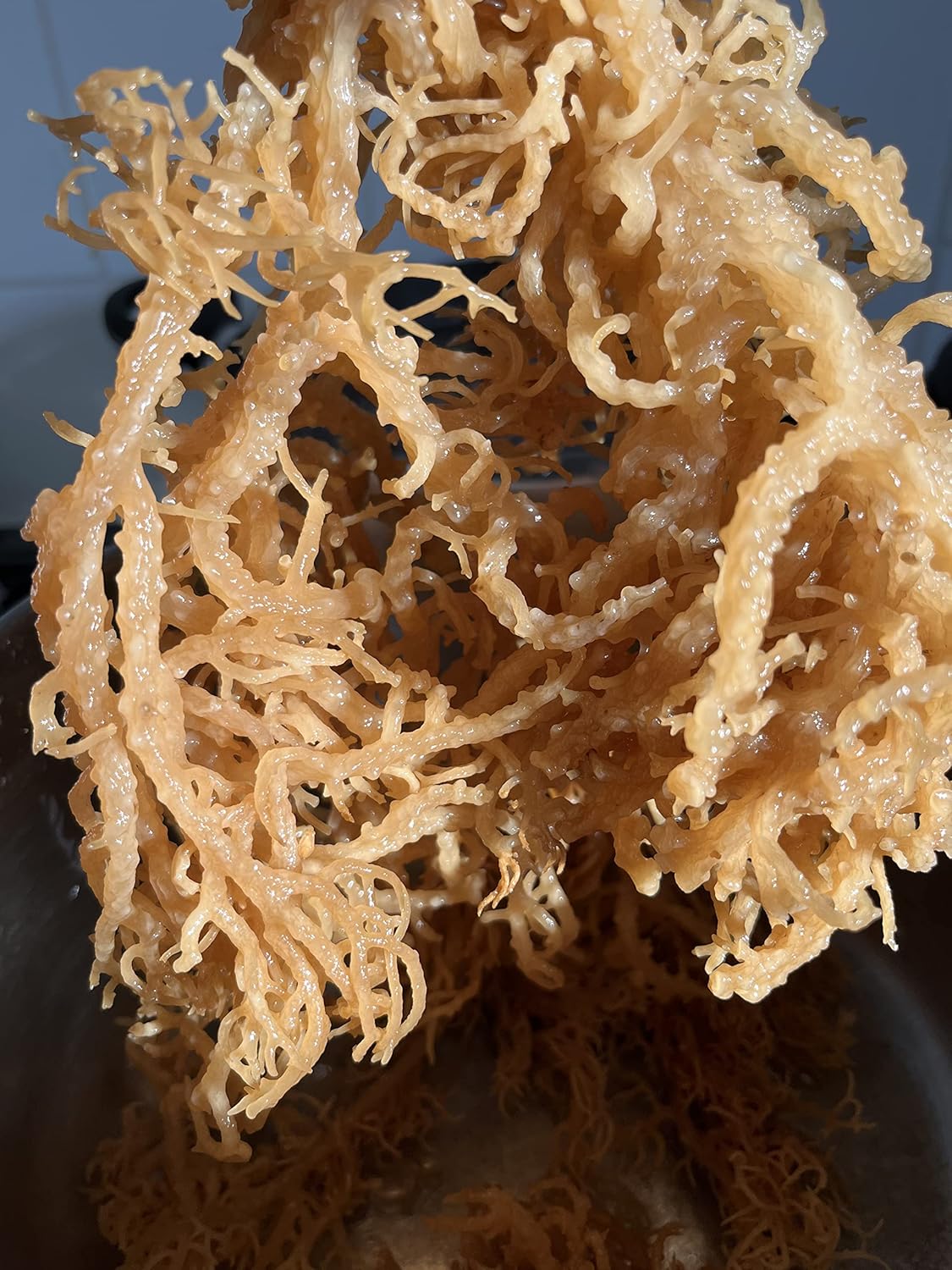 Wild Crafted Dried Gold Sea Moss 150g | from The Pristine Waters of The Caribbean Sea | Unbleached & NOT Grown on String