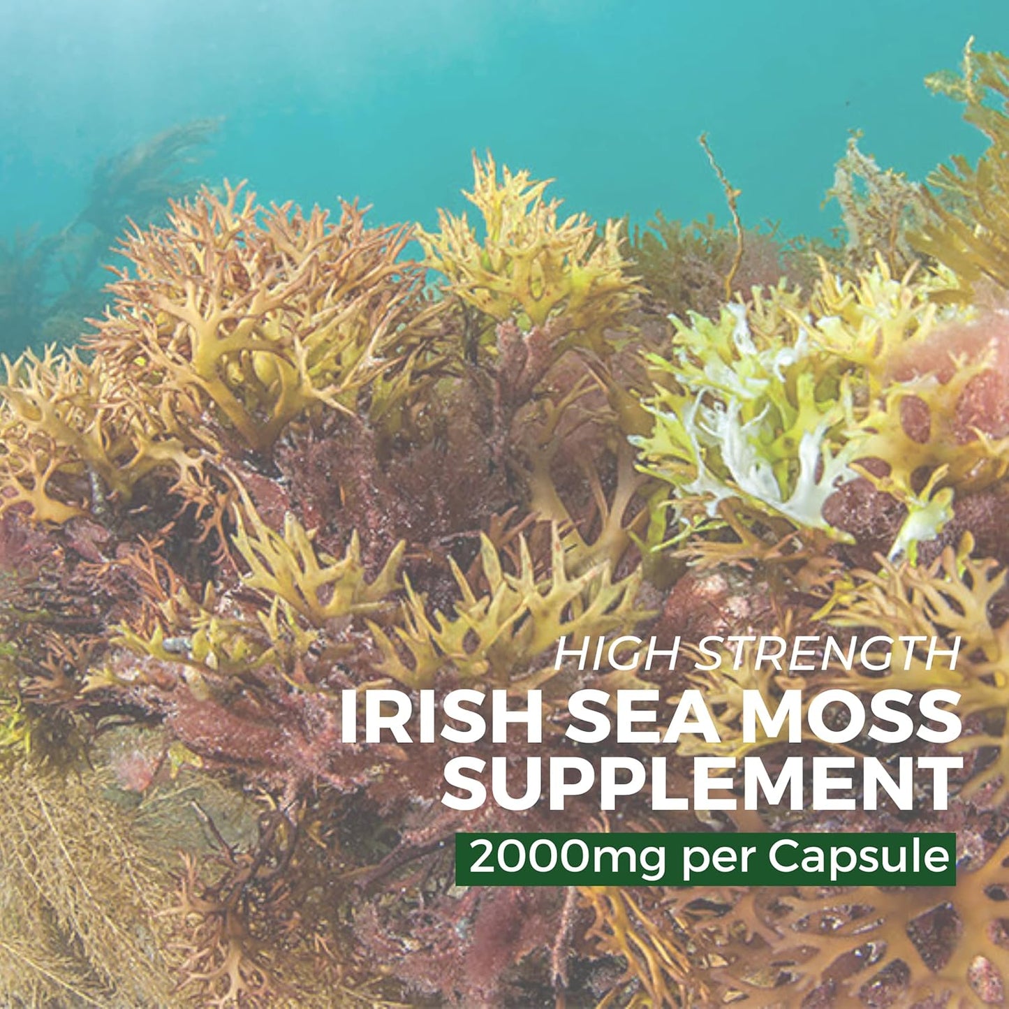 Sea Moss Capsules, Bladderwrack and Burdock Root - 3280mg per Serving - One a Day High Strength - Easy to Swallow - Natural Source of Iodine - Chondrus Crispus - 60 Vegan Capsules