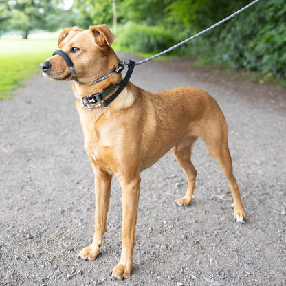 Figure of 8 Dog Lead - Anti Pull Stop Dogs Pulling - Rope Slip Leads with Padded Nose Support (Small/Medium)