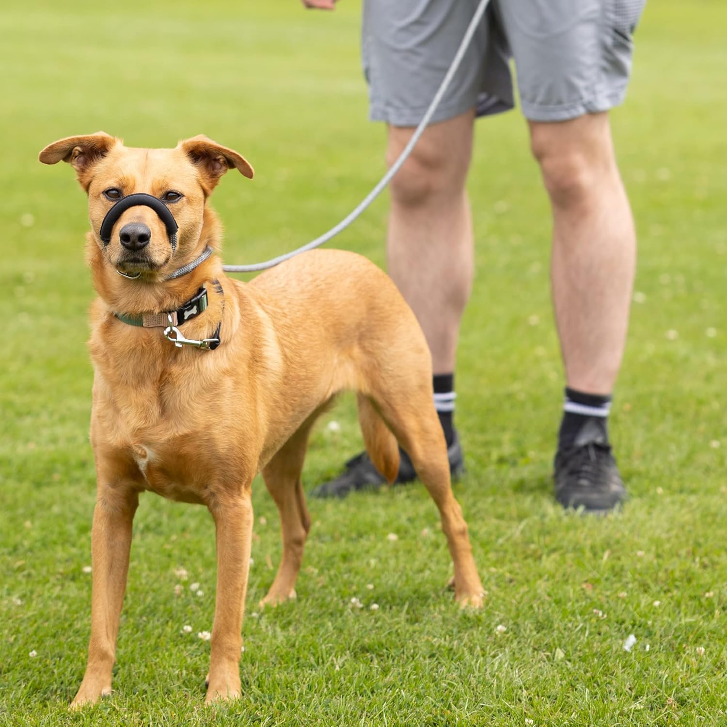 Figure of 8 Dog Lead - Anti Pull Stop Dogs Pulling - Rope Slip Leads with Padded Nose Support (Small/Medium)