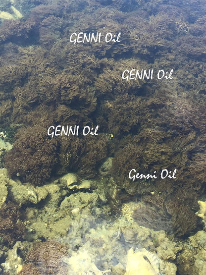 Wild crafted Sea Moss (Irish moss) from the pristine Caribbean Sea Unbleached & NOT grown on string 50g