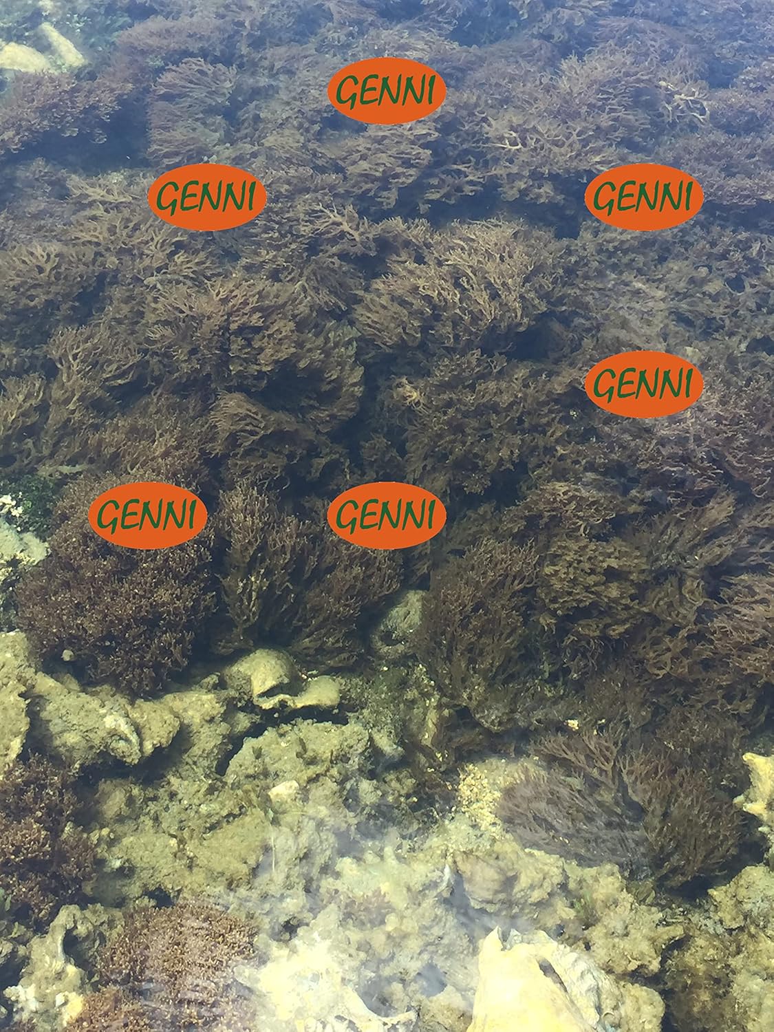 Wild Crafted Dried Gold Sea Moss 150g | from The Pristine Waters of The Caribbean Sea | Unbleached & NOT Grown on String