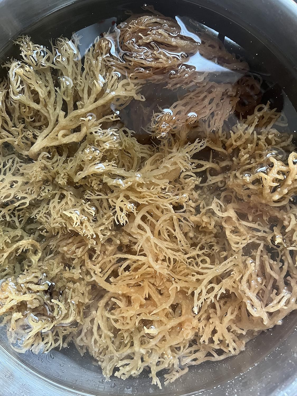 Wild Crafted Dried Gold Sea Moss 150g | from The Pristine Waters of The Caribbean Sea | Unbleached & NOT Grown on String