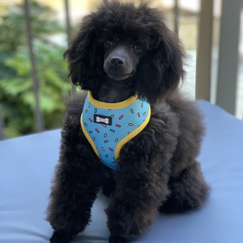 Sprinkles for Days reversible harness